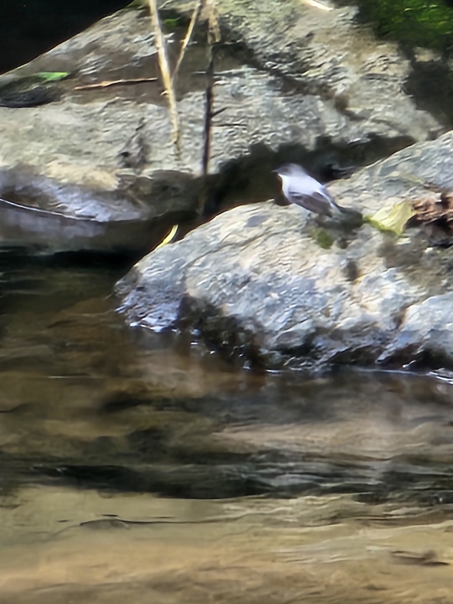 Torrent Tyrannulet - Danny J Alvarado S