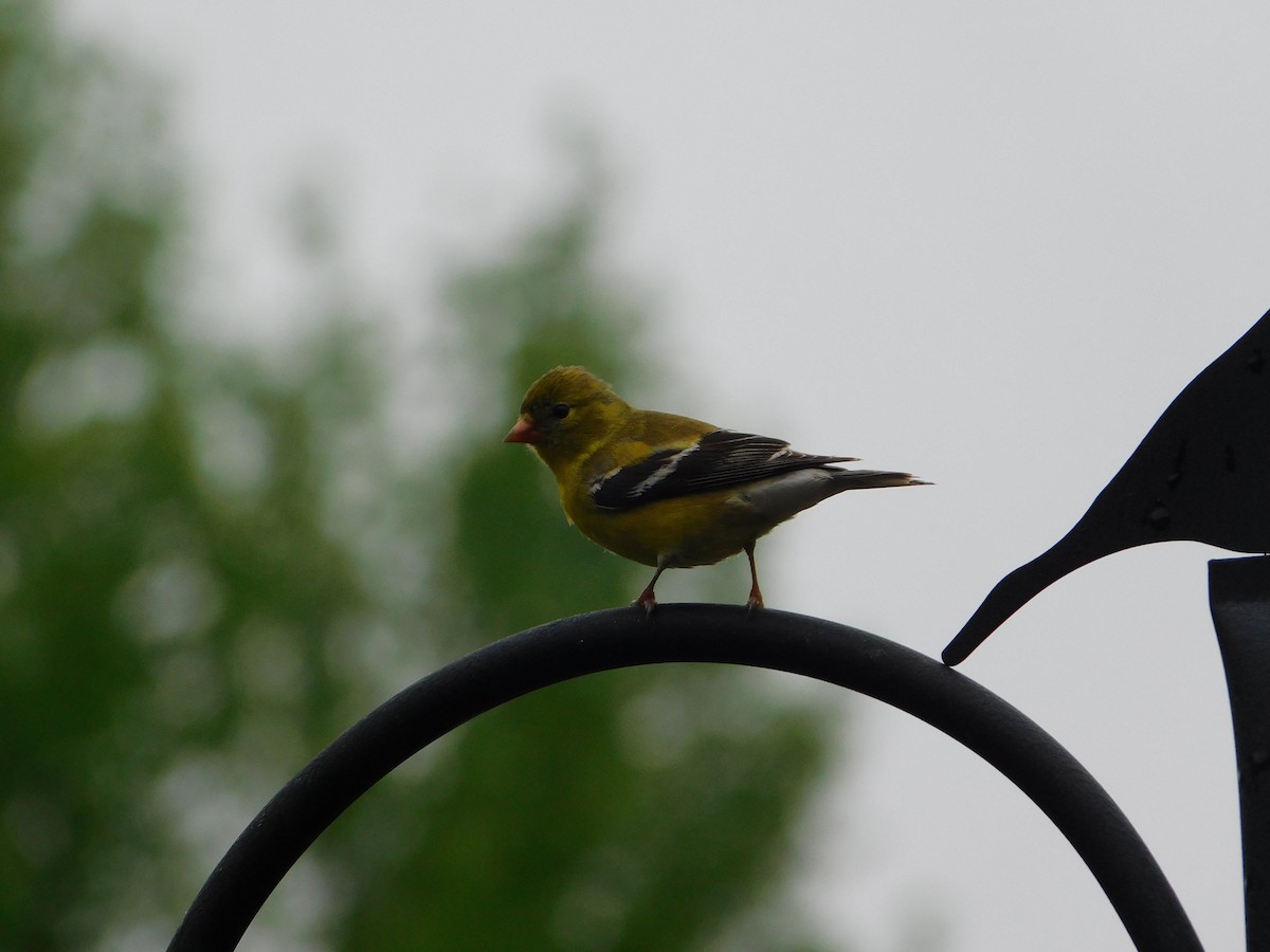 American Goldfinch - Mireille Spicer