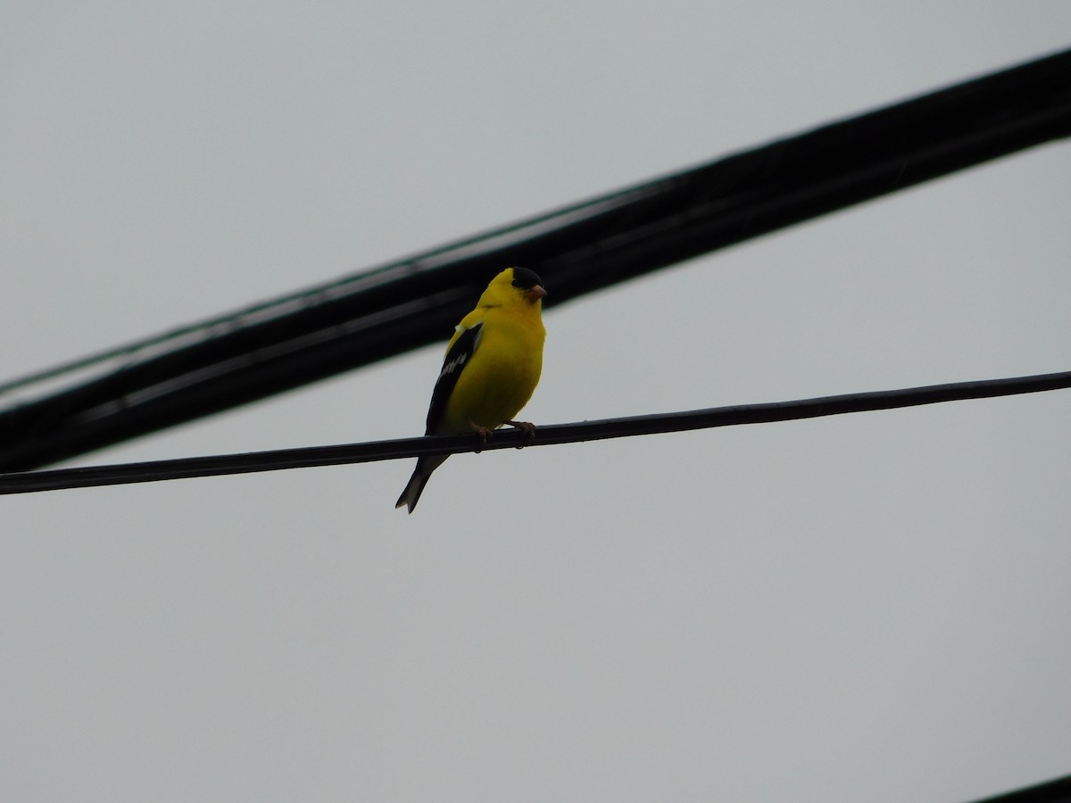 American Goldfinch - Mireille Spicer