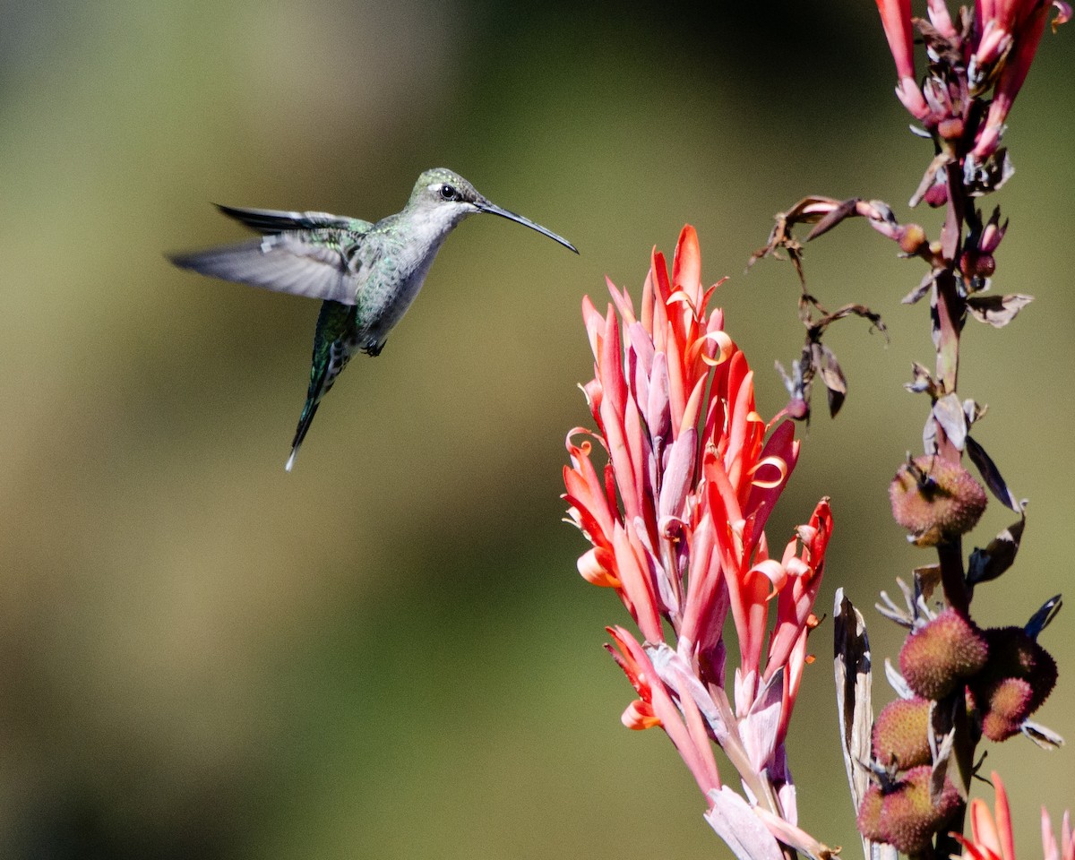 Blue-tufted Starthroat - Ignacio Zapata