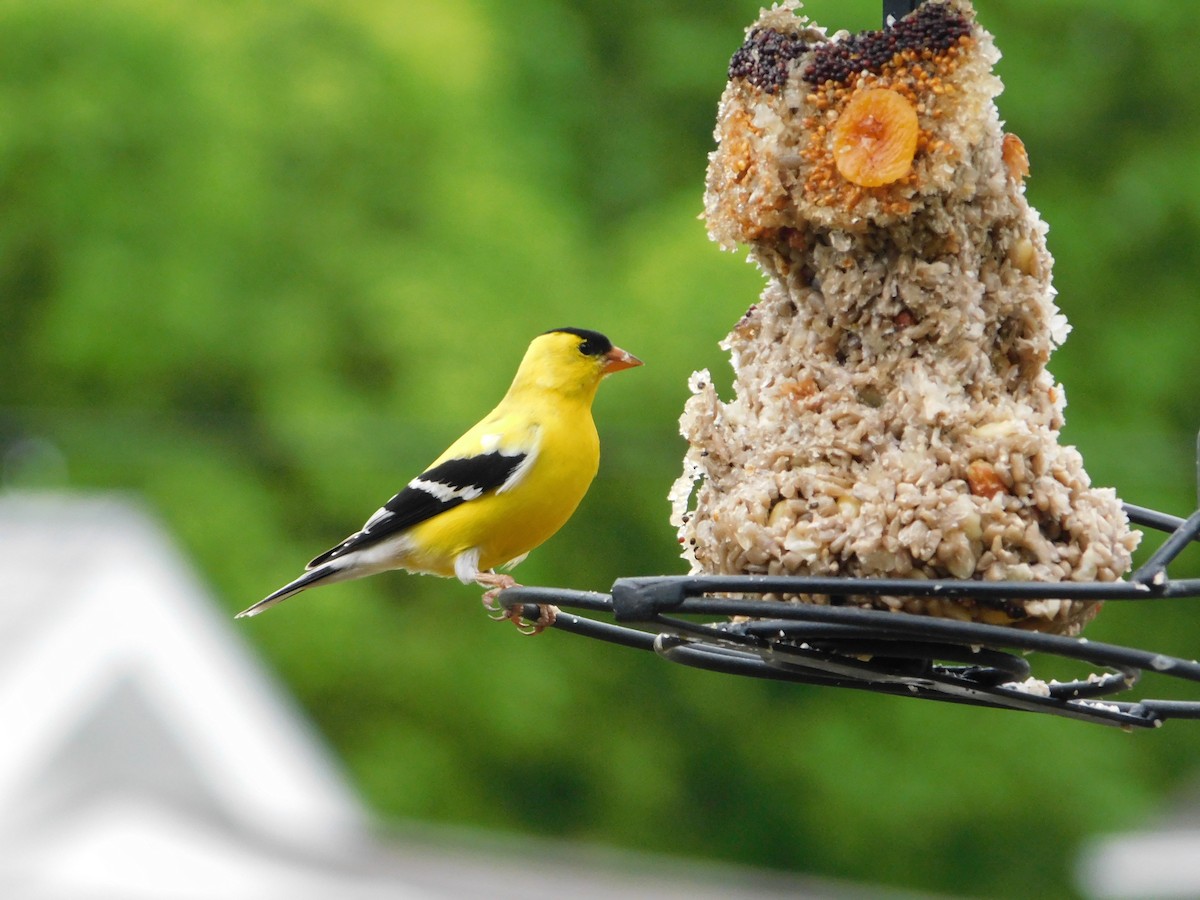 American Goldfinch - Mireille Spicer