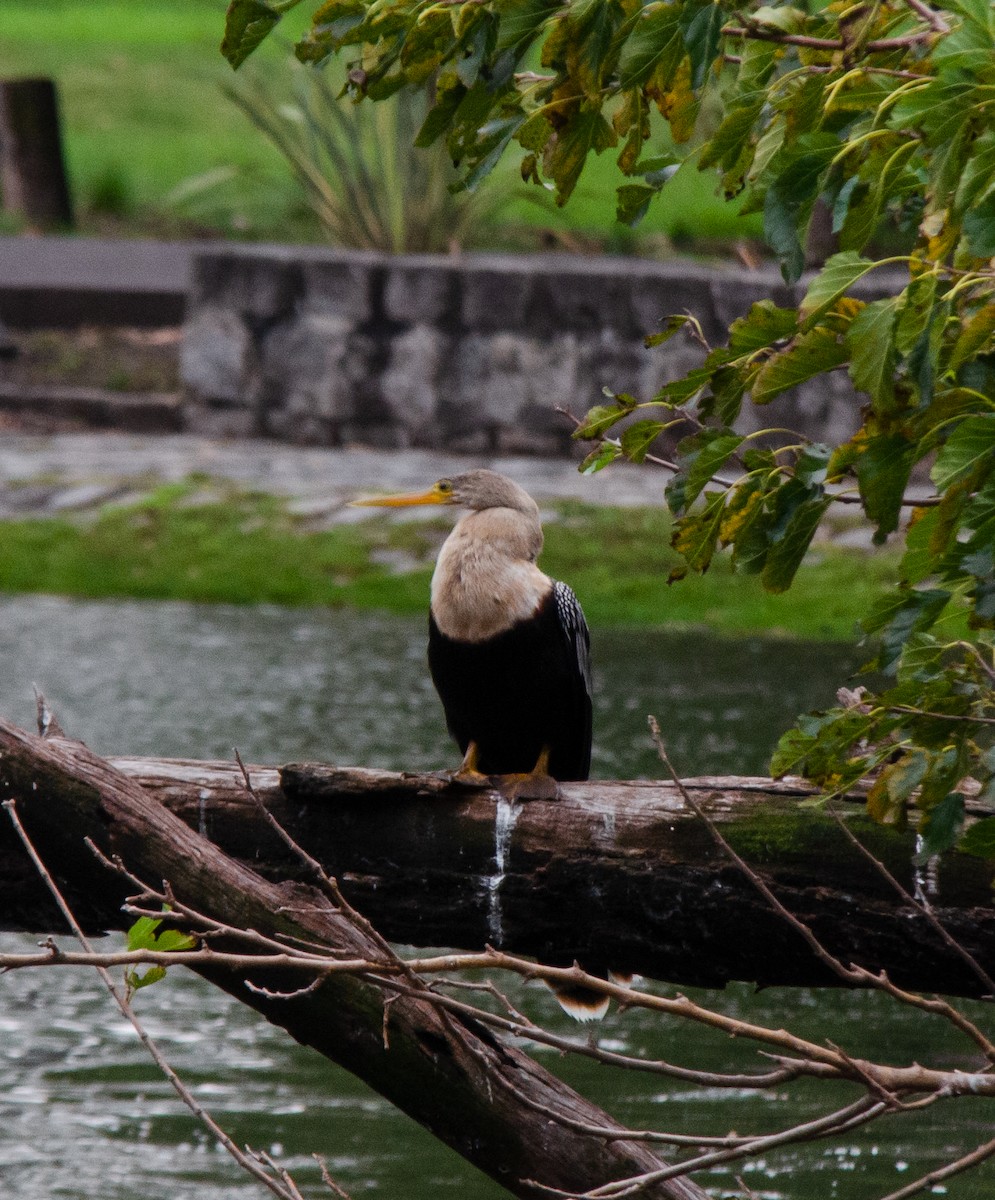 Anhinga - Iván Eroles