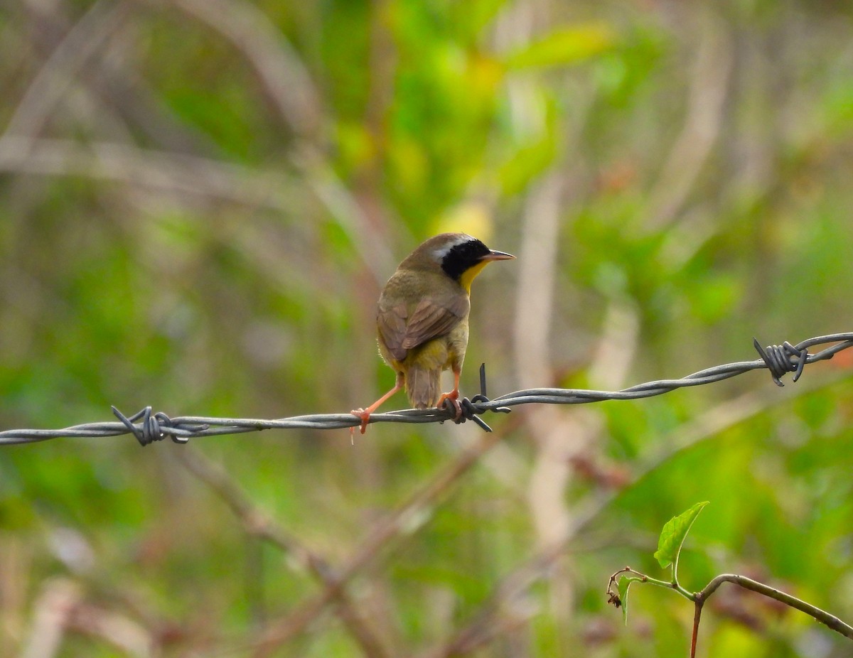 Common Yellowthroat - Cristina Cauich -Tzab