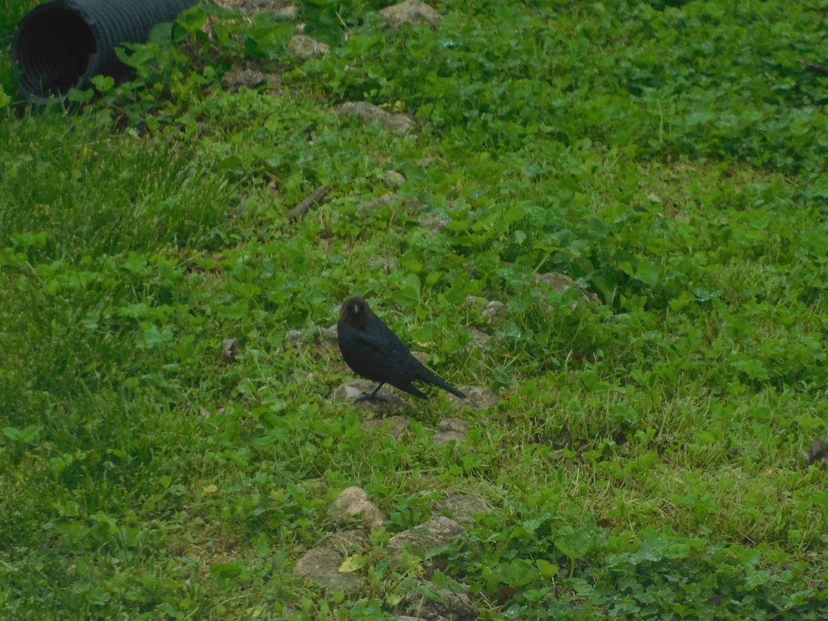 Brown-headed Cowbird - Mireille Spicer