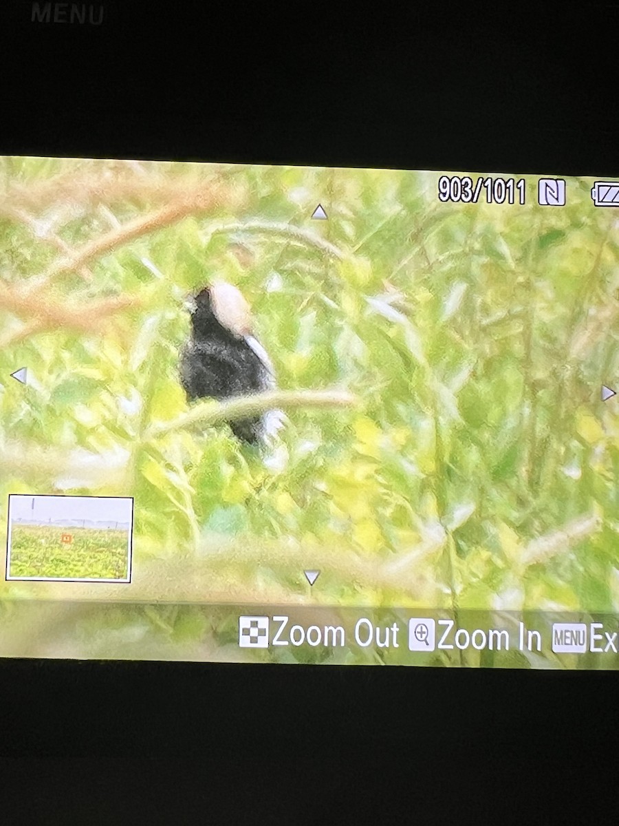 Bobolink - Linda kuhn