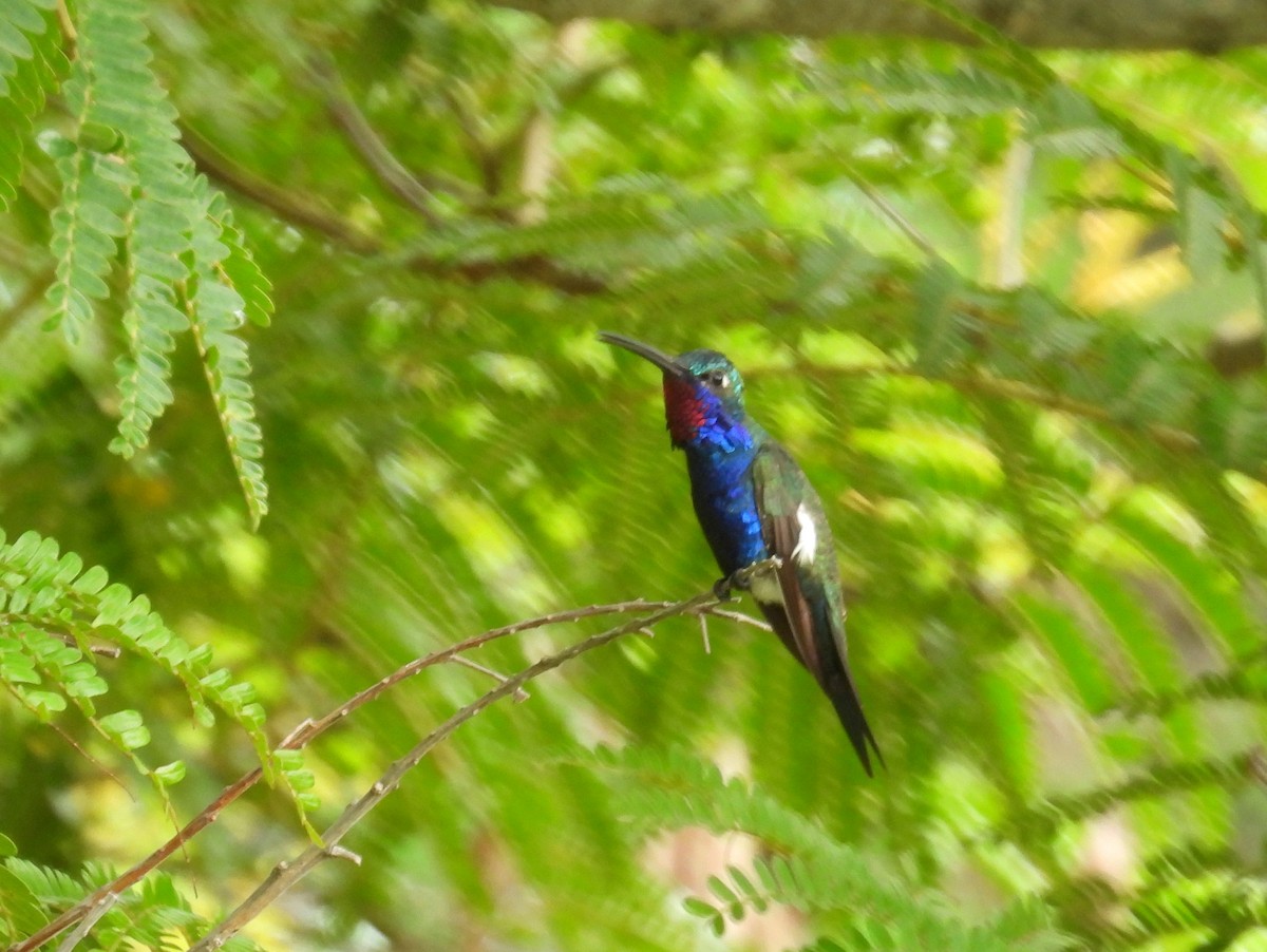 kolibřík cerradový - ML618151314