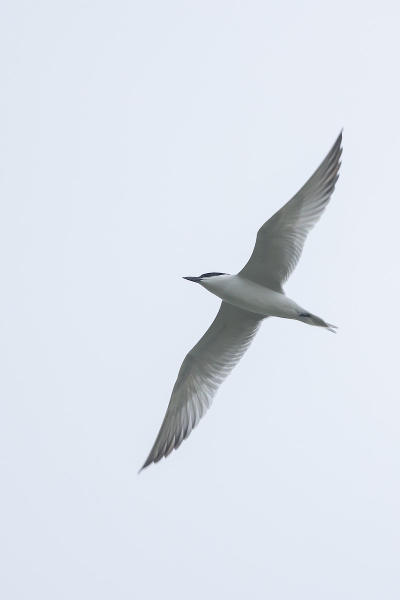 Gull-billed Tern - ML618151328