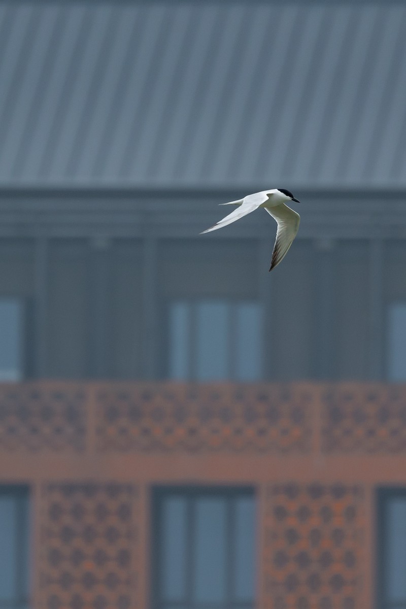 Gull-billed Tern - 1an Wang