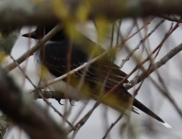 Eastern Kingbird - ML618151333