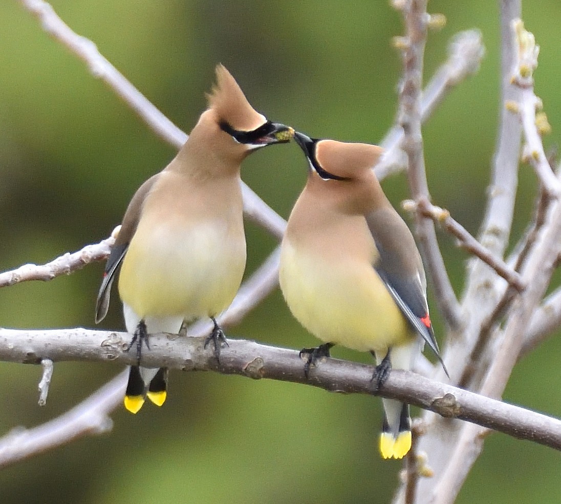 Cedar Waxwing - ML618151337