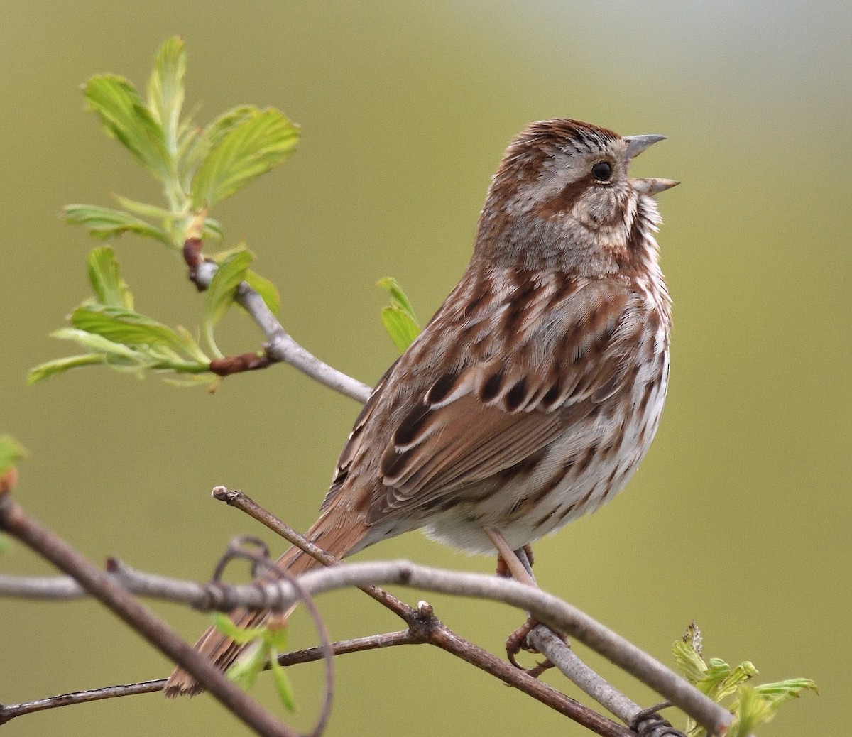 Song Sparrow - ML618151339