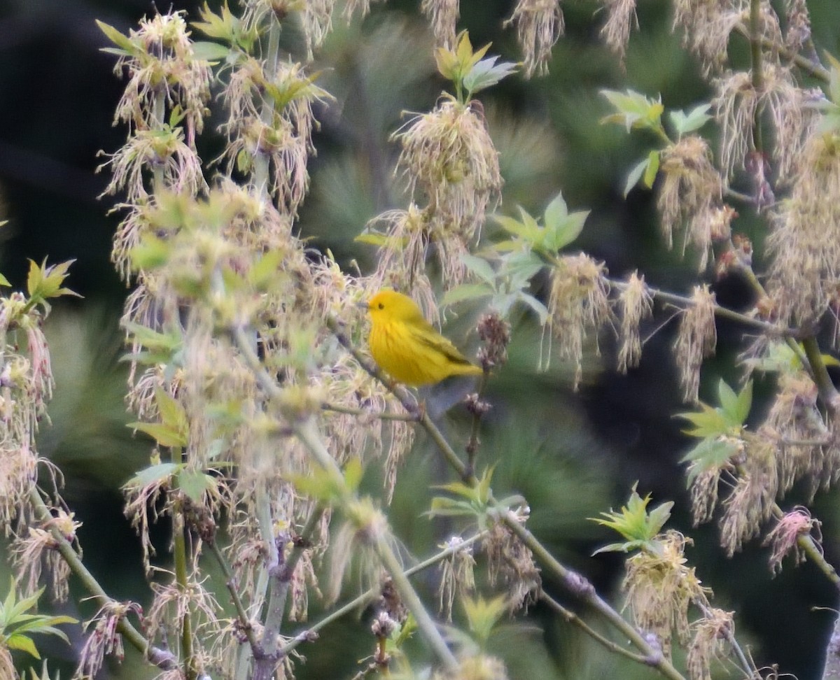 Northern Yellow Warbler - ML618151346
