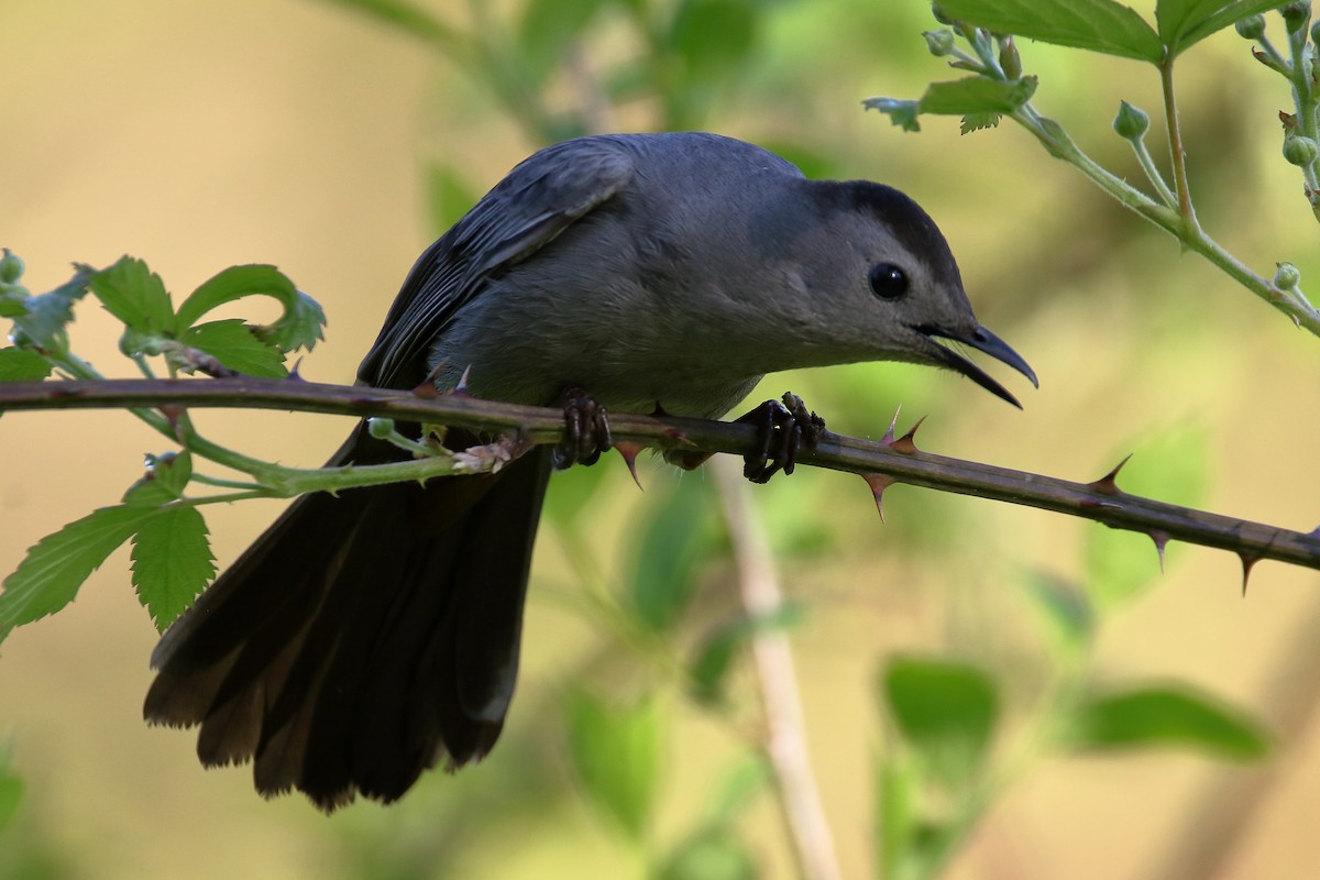 Gray Catbird - John Manger