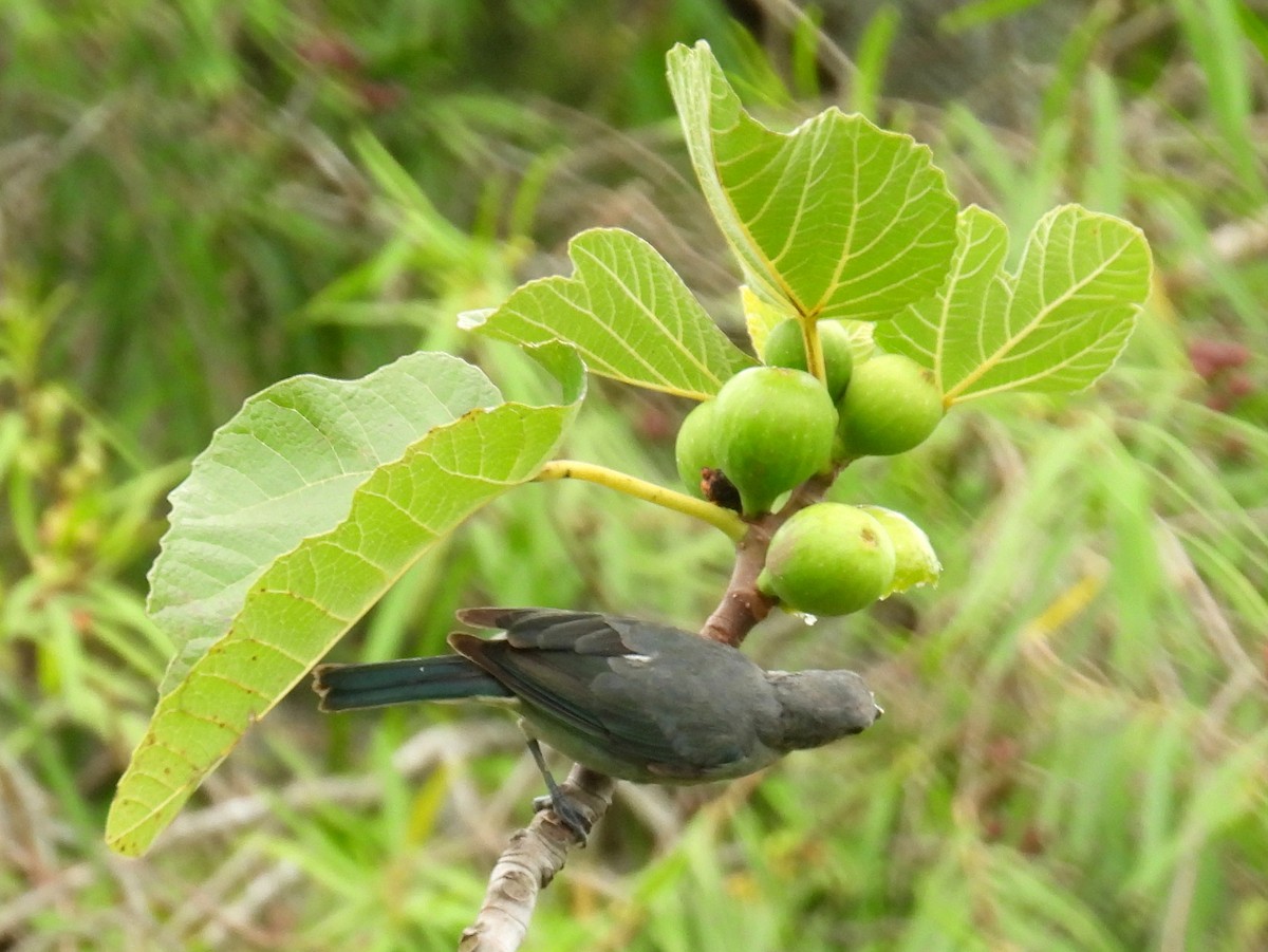 Sayaca Tanager - bob butler