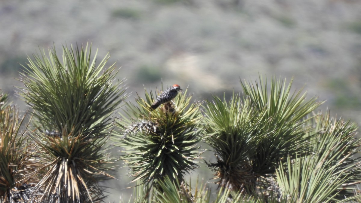 Ladder-backed Woodpecker - ML618151358