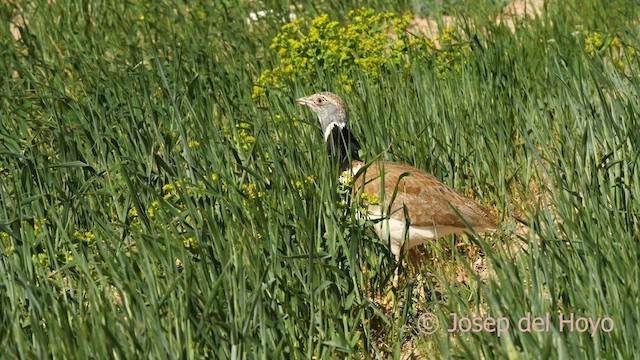 Little Bustard - ML618151373