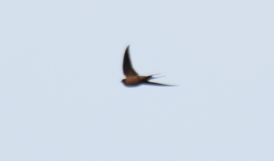 Barn Swallow - Nestor Herrera