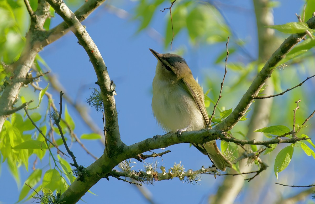 Red-eyed Vireo - ML618151402