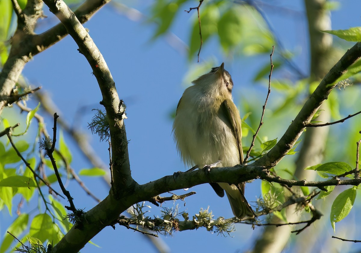 Red-eyed Vireo - ML618151403