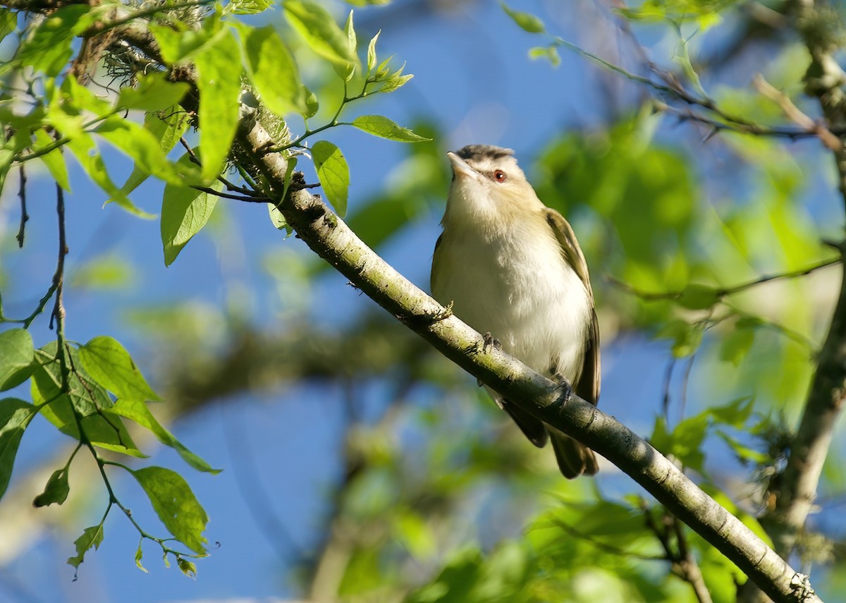 Red-eyed Vireo - ML618151405