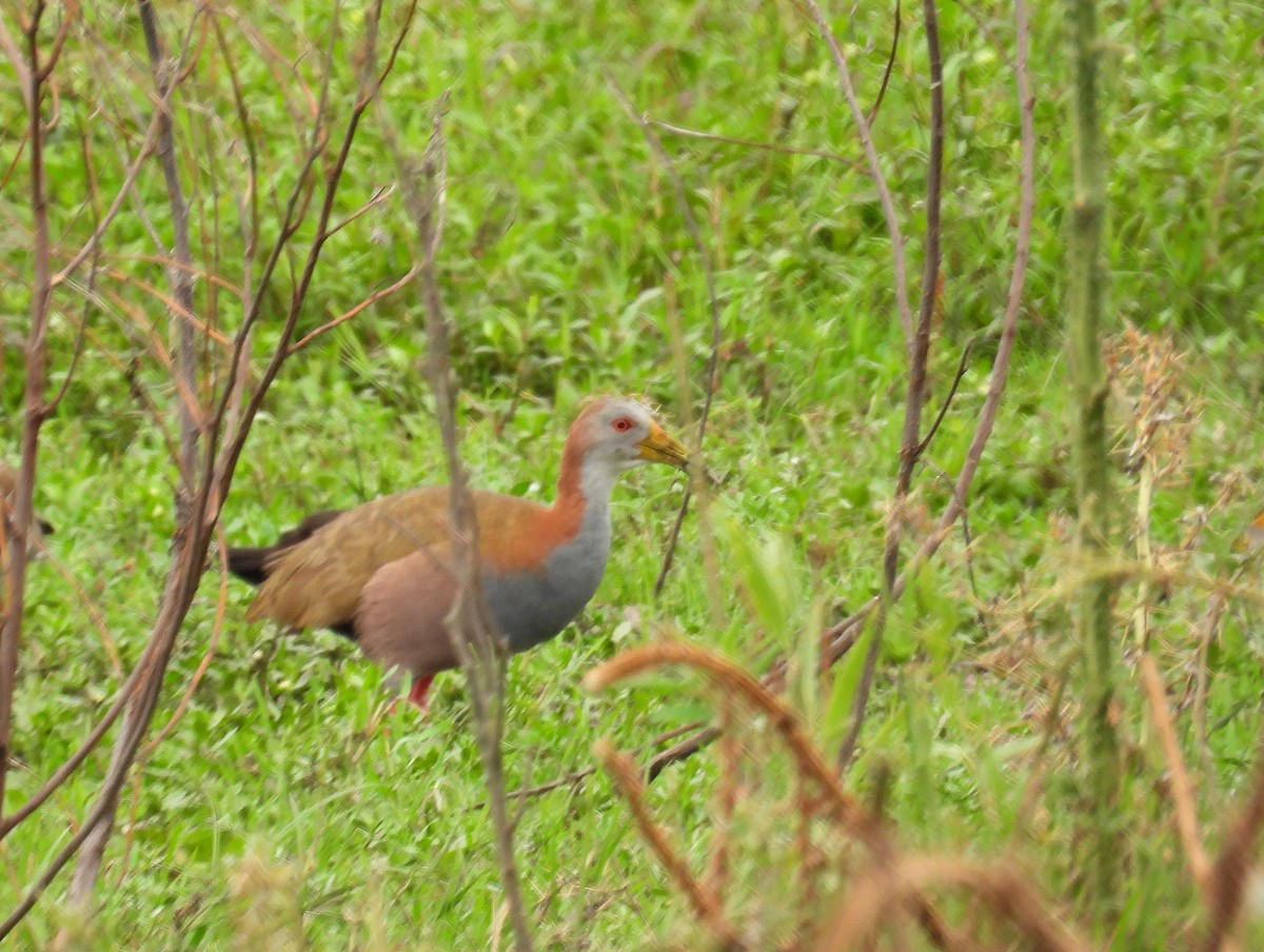 Giant Wood-Rail - bob butler