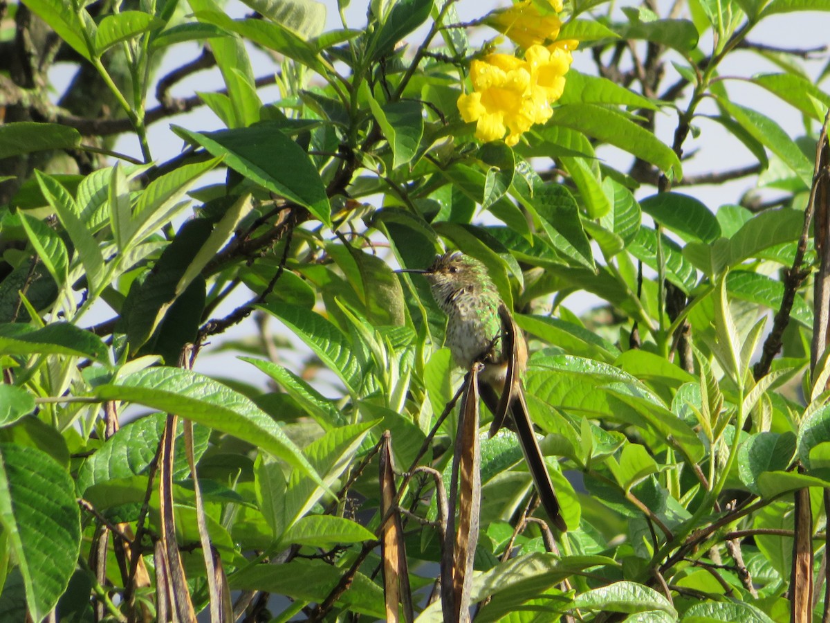 Uzun Kuyruklu Kolibri - ML618151420