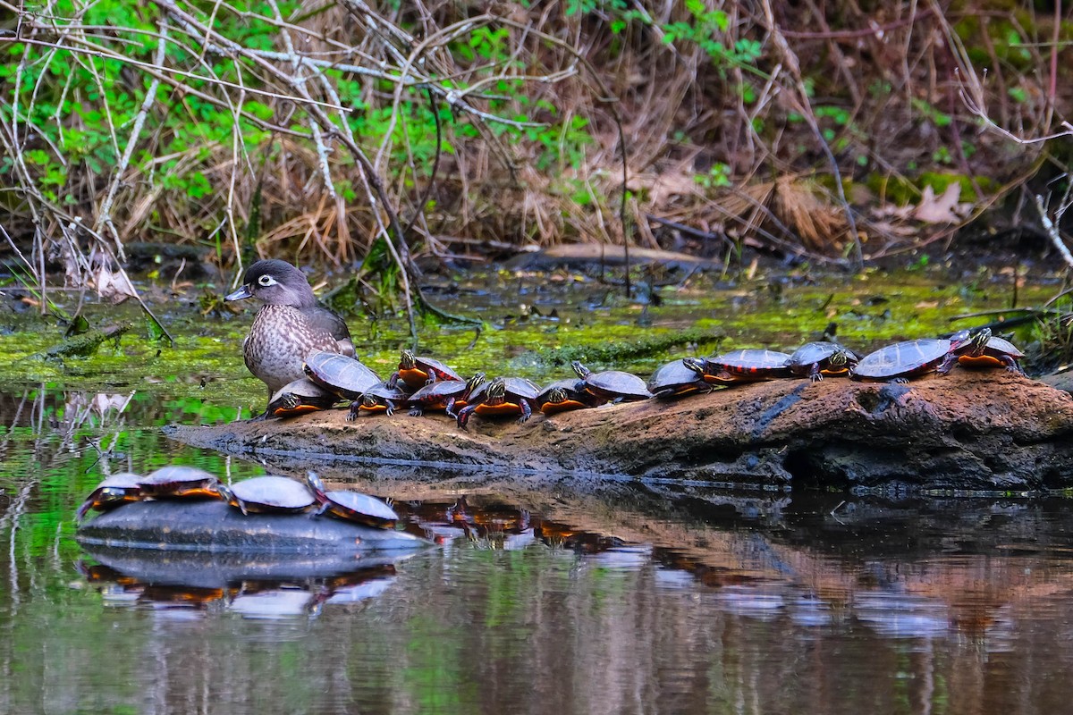 Wood Duck - ML618151429