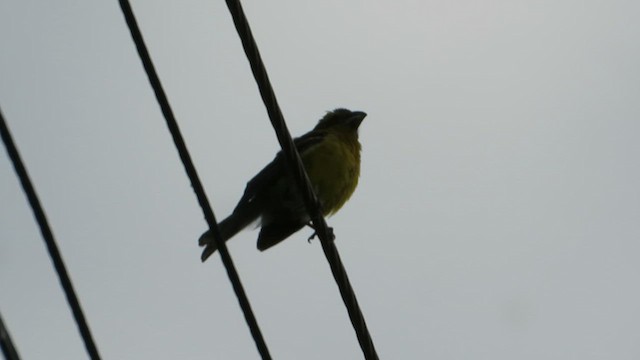 Golden Grosbeak - ML618151431