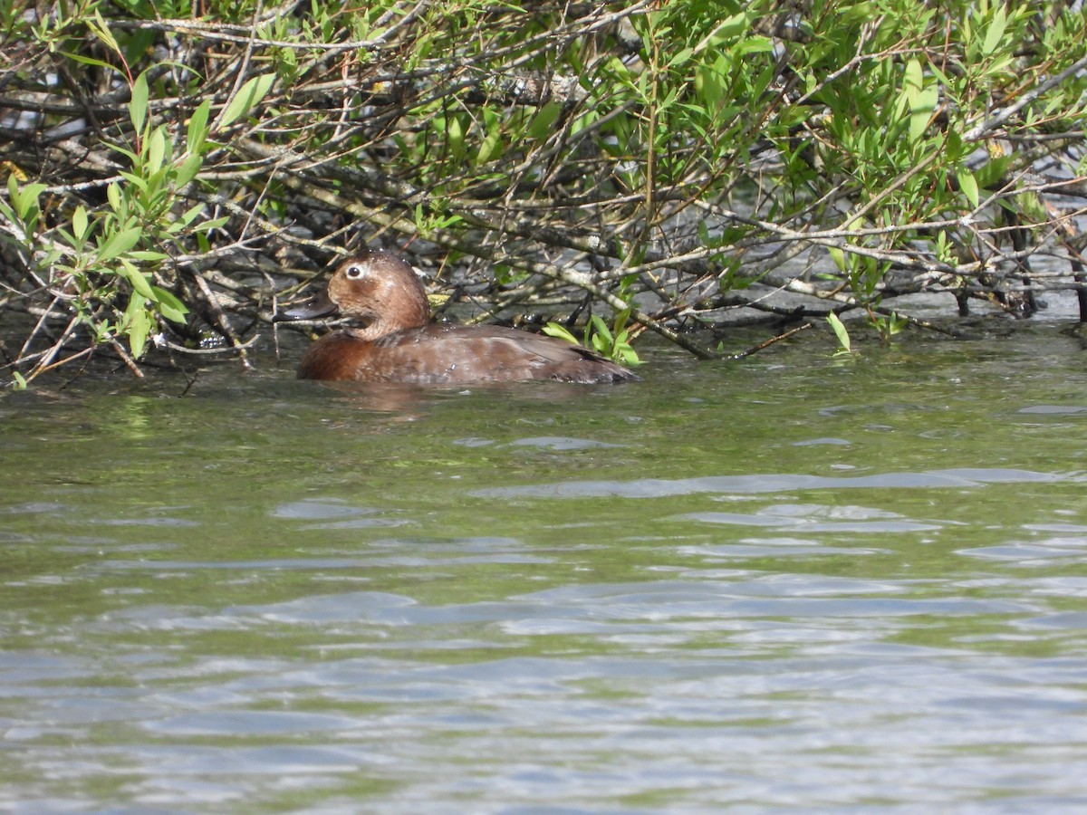 Common Pochard - ML618151434