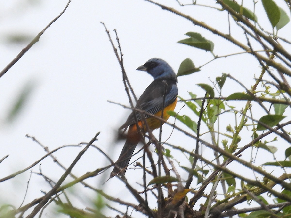 Blue-and-yellow Tanager - bob butler