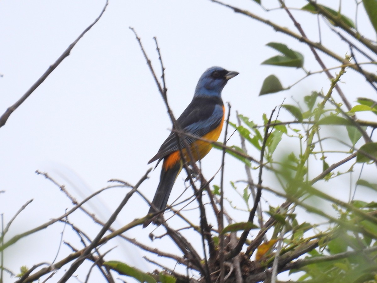 Blue-and-yellow Tanager - bob butler