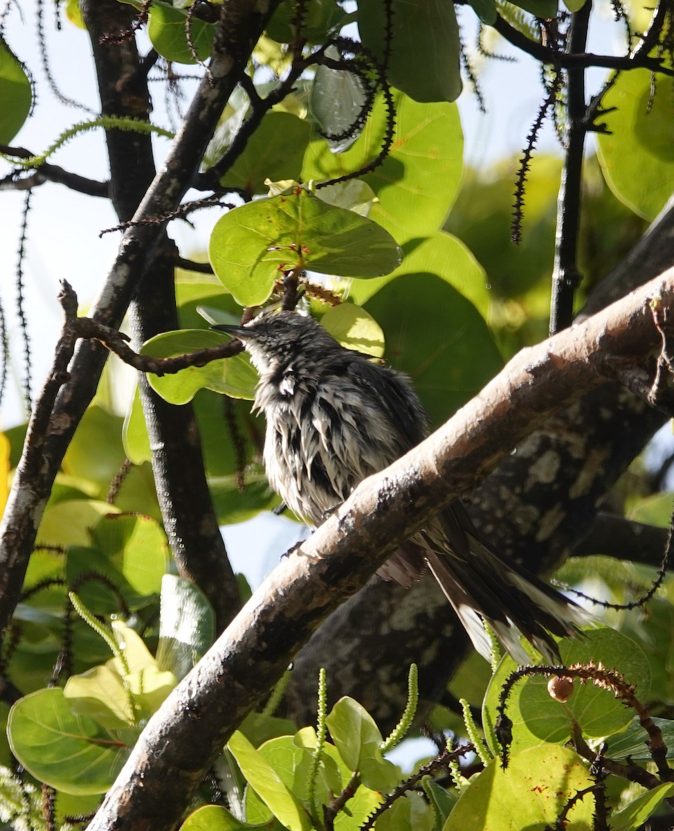 Tropical Mockingbird - ML618151440