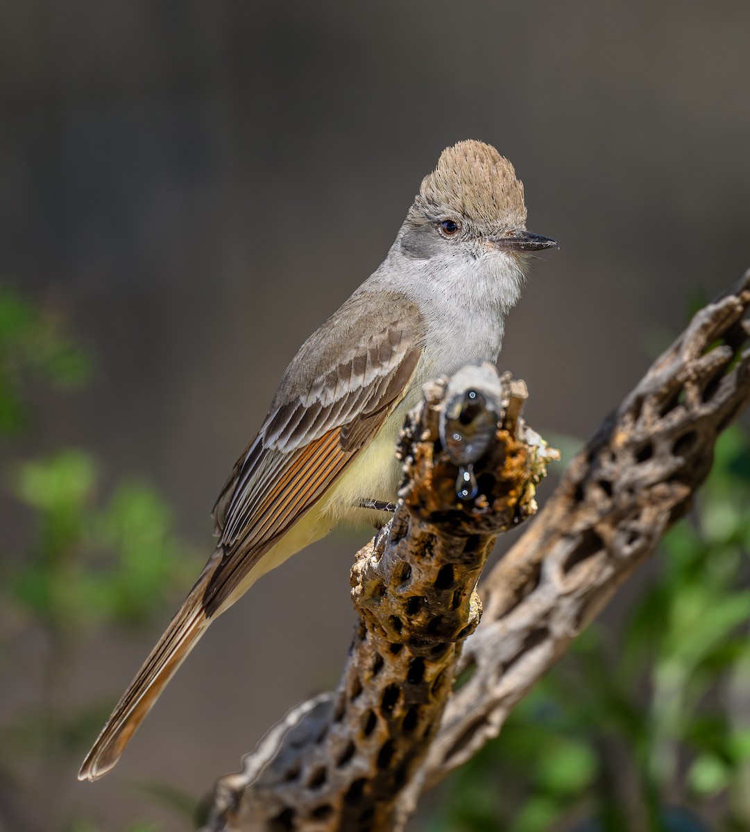 Ash-throated Flycatcher - ML618151442