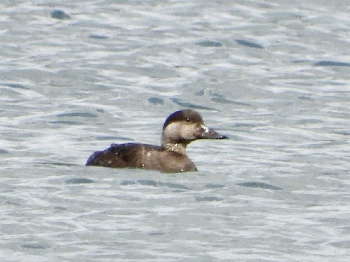 Common Scoter - ML618151454