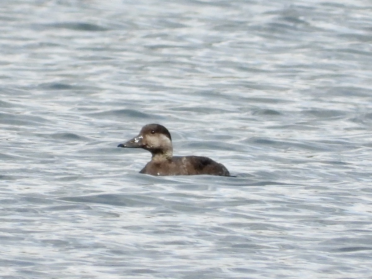 Common Scoter - ML618151458