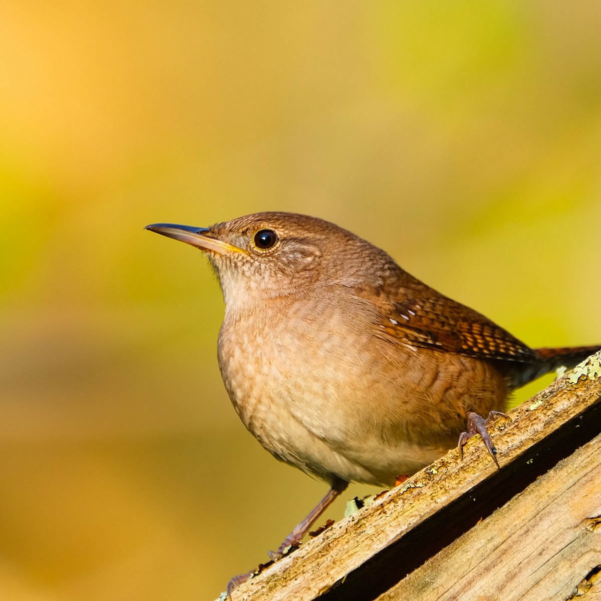 Northern House Wren - Andrew Dressel