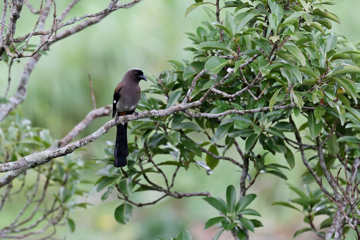 Gray Treepie - Chih-Wei(David) Lin