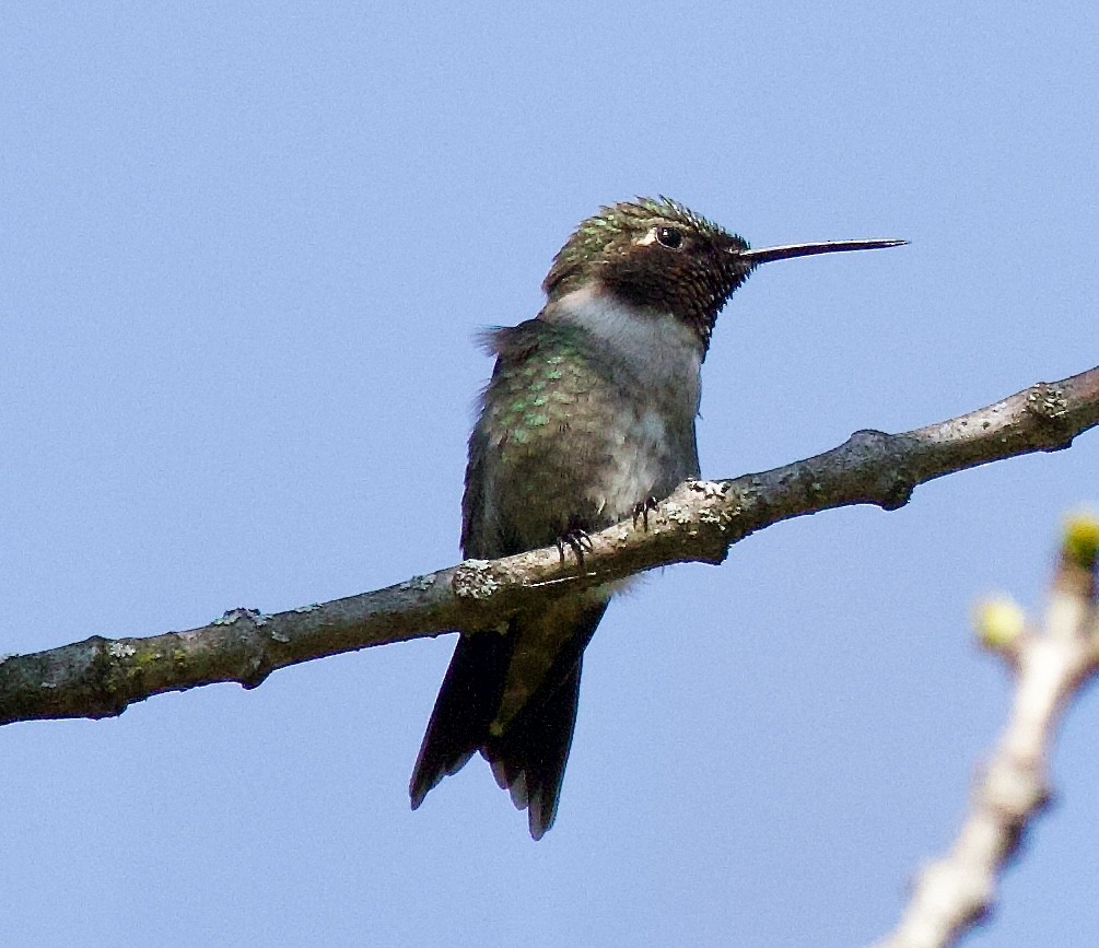 Ruby-throated Hummingbird - Michael Yellin