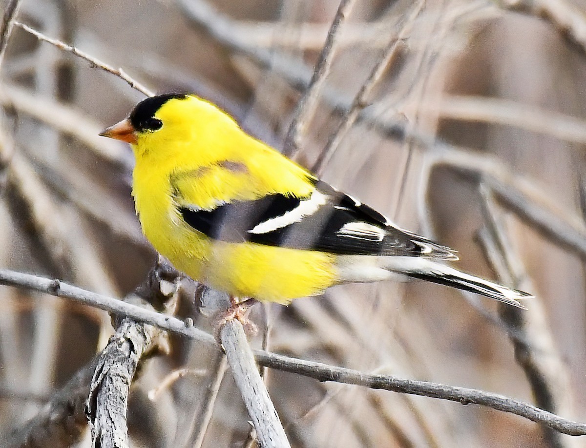 American Goldfinch - Jim Ward