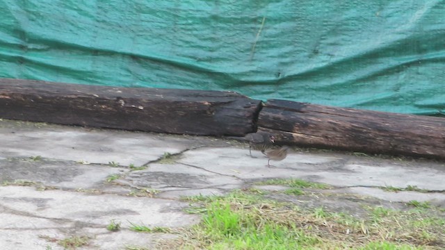 テリバネコウウチョウ - ML618151479