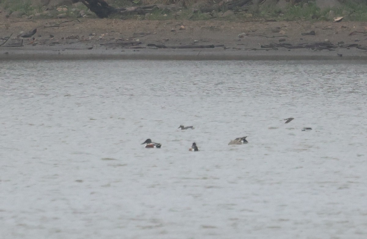 Garganey - Michael Willison