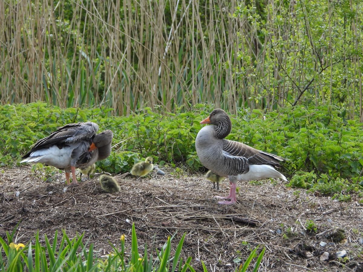 Graylag Goose - stephen  carter