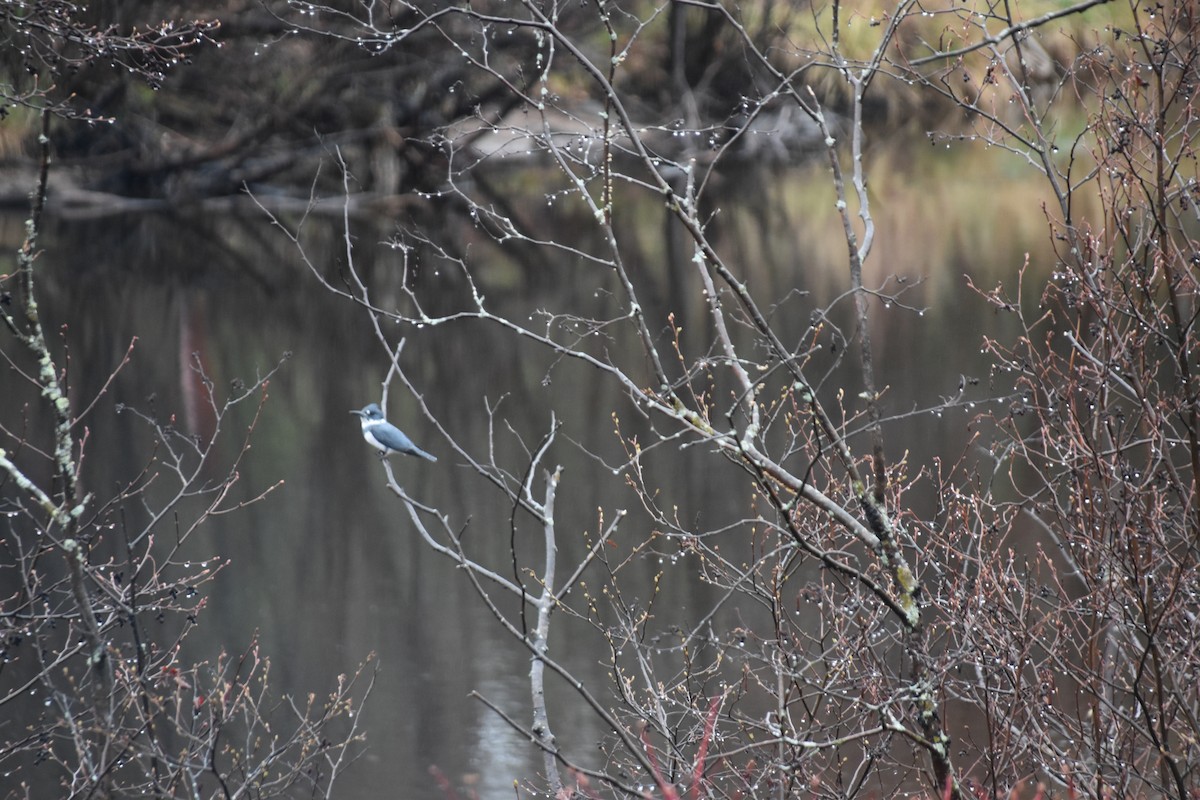 Belted Kingfisher - Thomas Noren