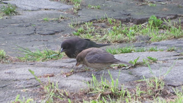 テリバネコウウチョウ - ML618151485