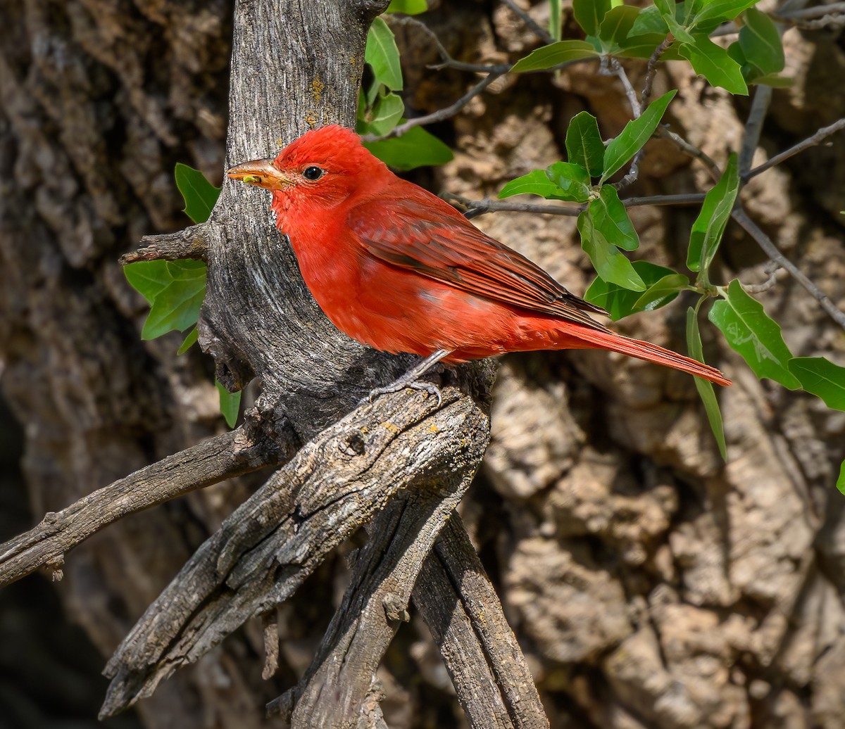 Summer Tanager - Cecilia Riley