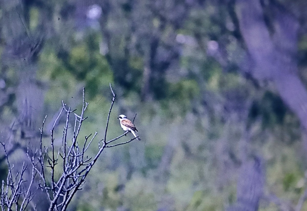 Red-backed Shrike - Javier Morala/MCBirding.com