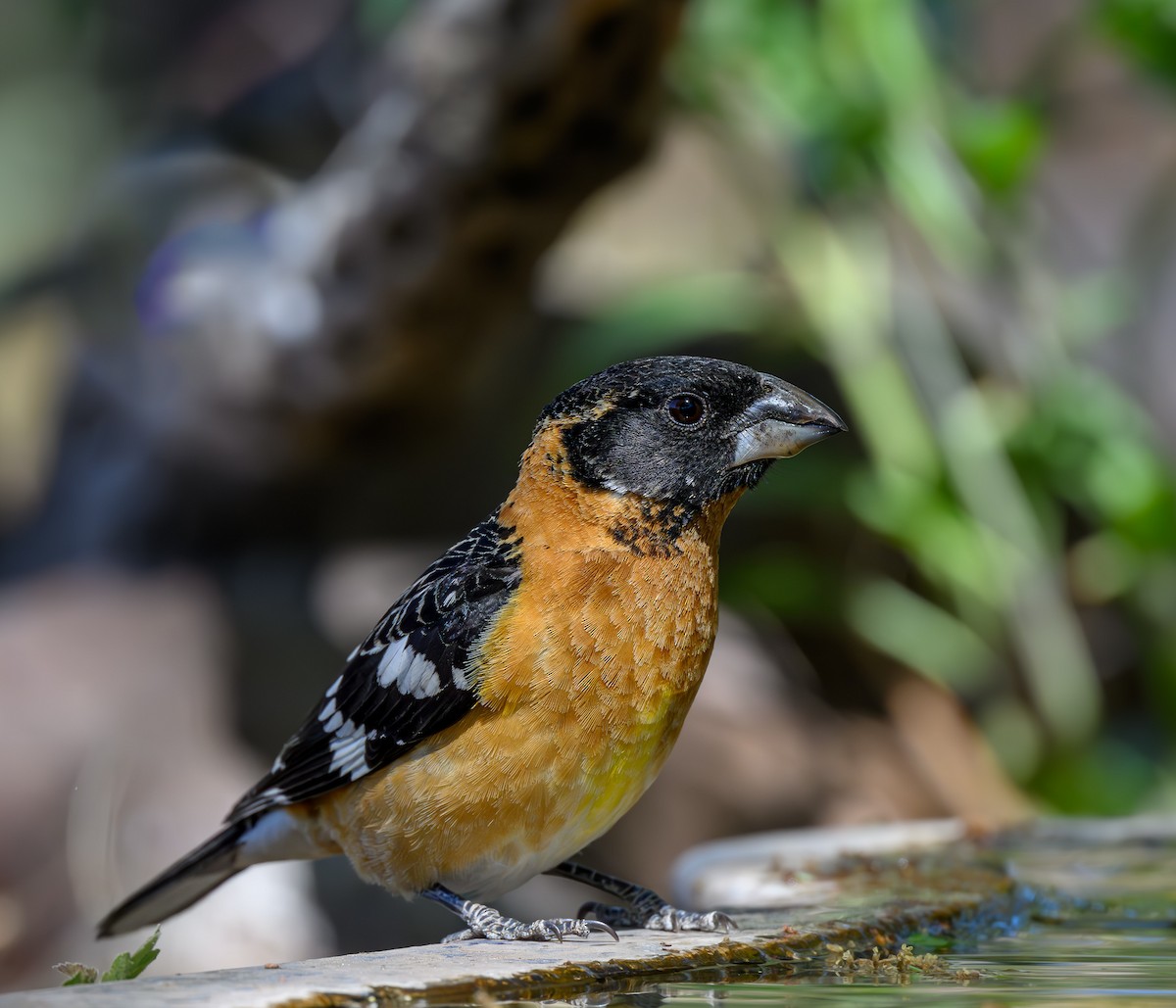 Black-headed Grosbeak - Cecilia Riley