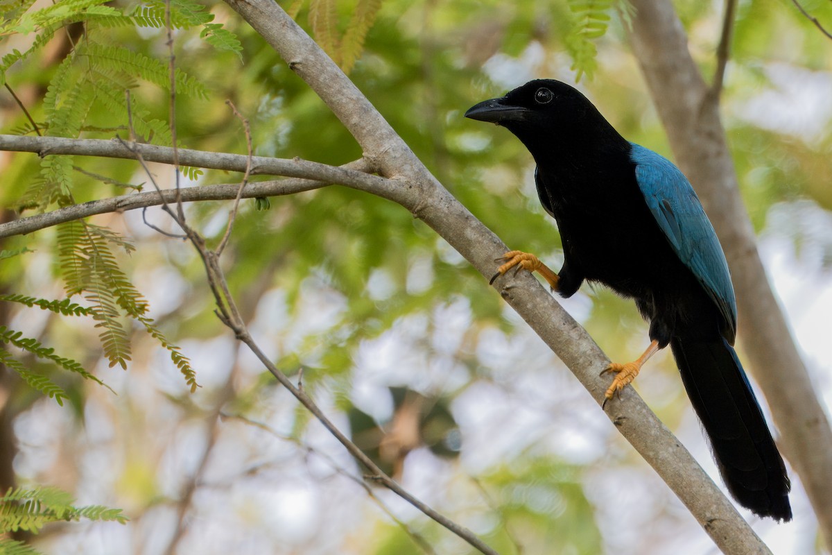 Yucatan Jay - Will Sebern