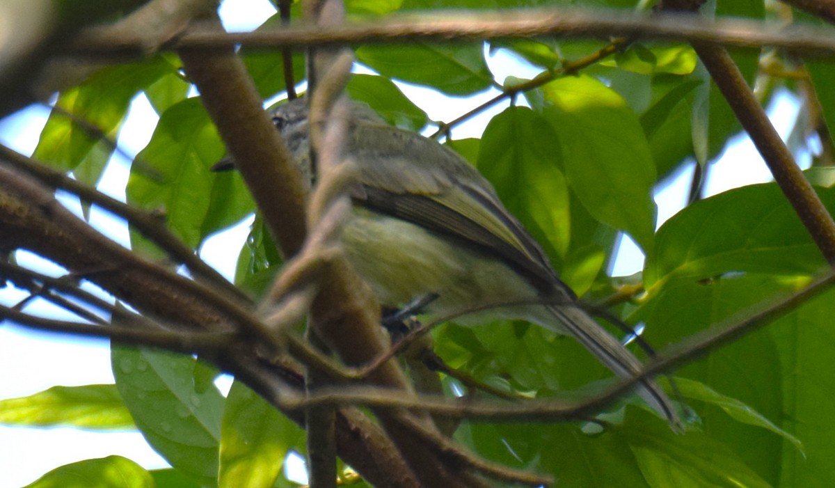 Greenish Elaenia - Nestor Herrera