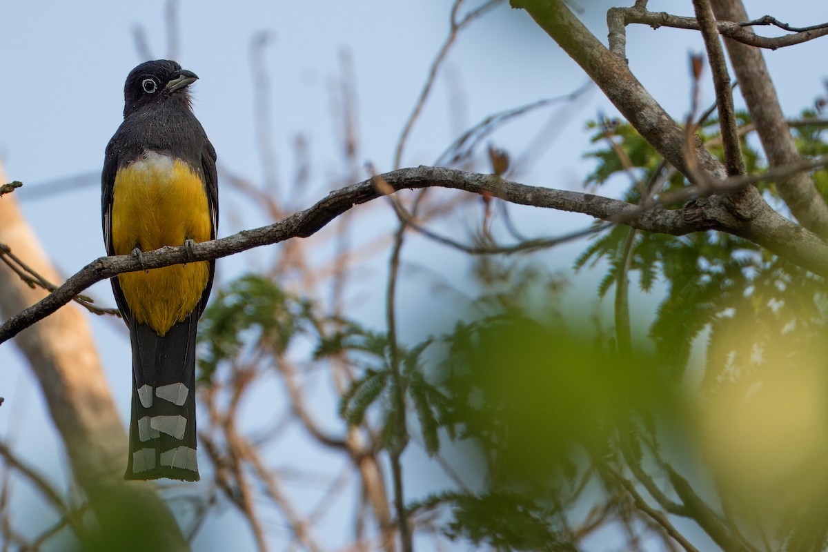 Black-headed Trogon - Will Sebern